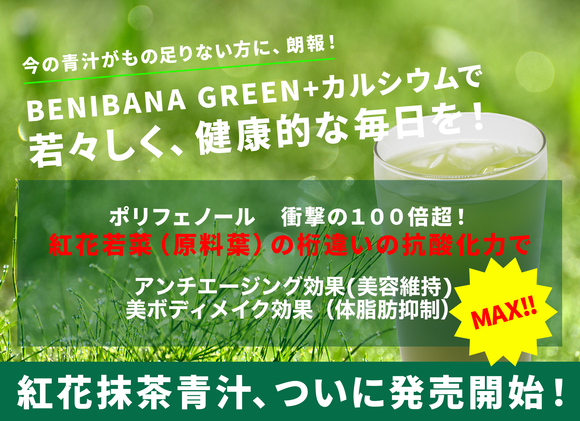 今の青汁がもの足りない方に、朗報！BENIBANA GREEN+カルシウムで若々しく、健康的な毎⽇を！ポリフェノール　衝撃の１００倍超！紅花若菜（原料葉）の桁違いの抗酸化力でエイジングケア効果(美容維持)ダイエット効果（体脂肪抑制）紅花抹茶青汁、ついに発売開始！